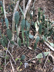 Opuntia elatior