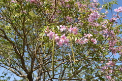 Handroanthus heptaphyllus