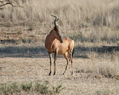 Alcelaphus buselaphus caama