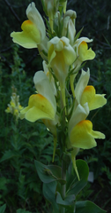 Linaria dalmatica