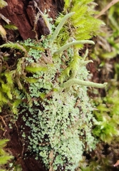 Cladonia coniocraea