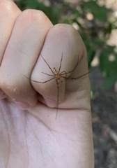 Leucauge