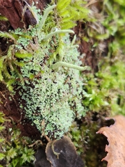 Cladonia coniocraea
