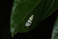 Heortia vitessoides