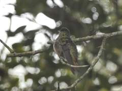 Hylocharis chrysura