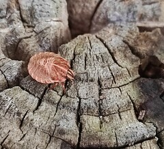 Graphosoma italicum italicum