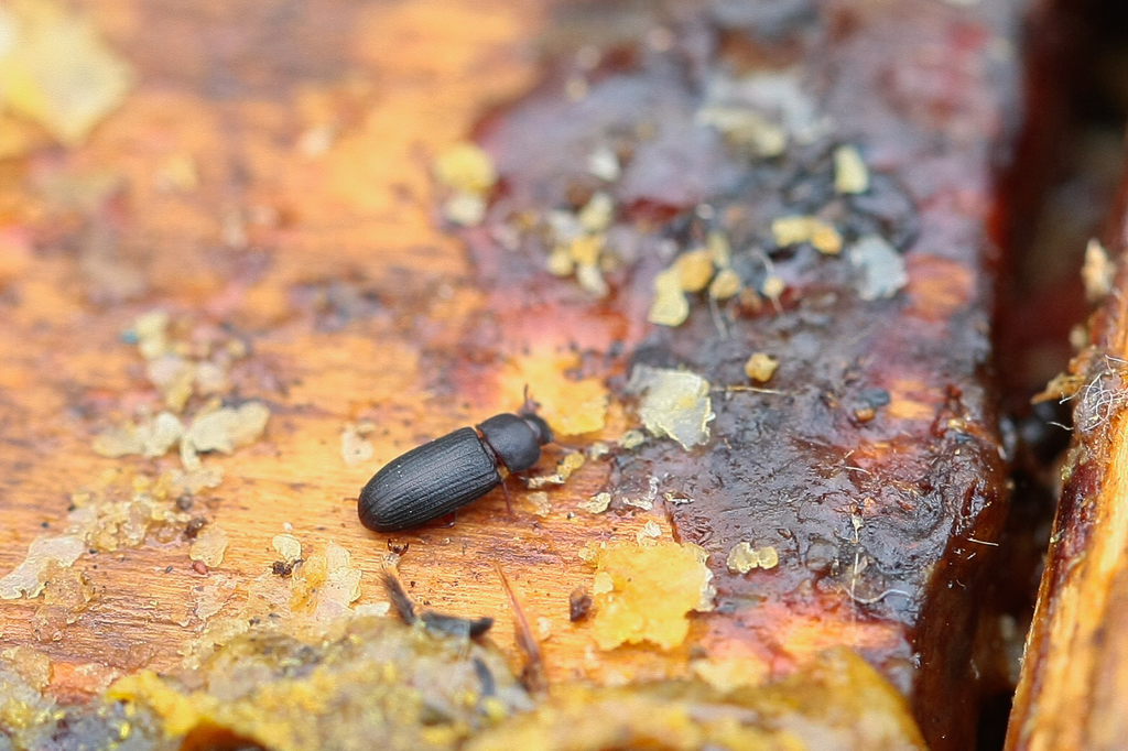 black flour beetle
