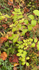 Symphoricarpos orbiculatus