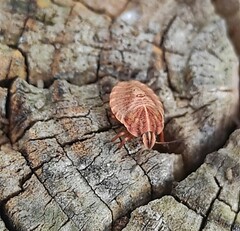 Graphosoma italicum italicum