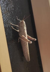 Anacridium aegyptium