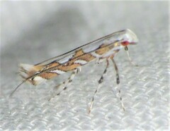 Acrocercops albinatella