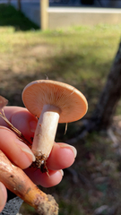 Lactarius xanthogalactus