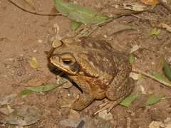 Rhinella diptycha