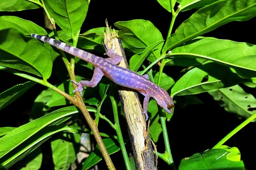 Cyrtodactylus sworderi observed 2022-09-24