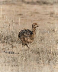 Struthio camelus australis