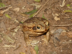 Rhinella diptycha