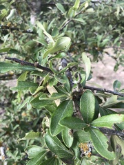 Sideroxylon lanuginosum