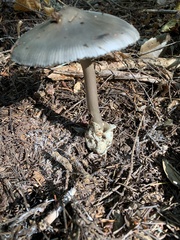 Amanita pachycolea