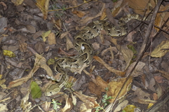 Bitis arietans arietans
