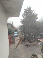 Anacridium aegyptium