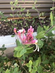 Lonicera