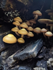 Kuehneromyces mutabilis