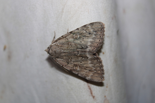 Judith's Underwing photo 4