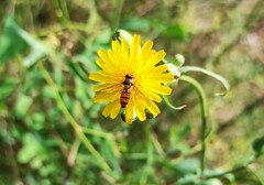 Episyrphus balteatus