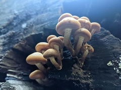Kuehneromyces mutabilis
