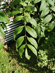 Fraxinus