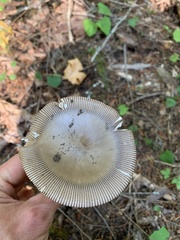 Amanita pachycolea