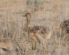 Struthio camelus australis