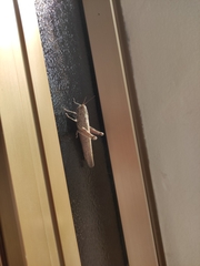 Anacridium aegyptium