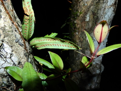 Microgramma persicariifolia