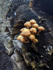 Kuehneromyces mutabilis