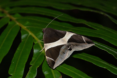 Bastilla crameri