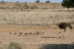 Struthio camelus australis