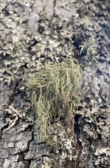 Usnea hirta