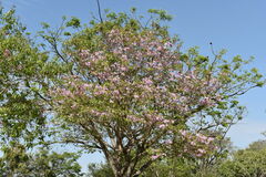 Handroanthus heptaphyllus