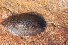 Pseudaneitea