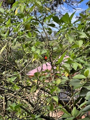 Ramphocelus passerinii