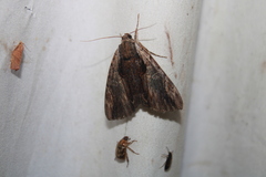 Catocala ultronia