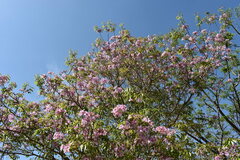 Handroanthus heptaphyllus