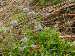 Jasione