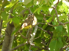 Pitangus sulphuratus