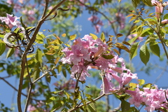Handroanthus heptaphyllus