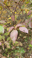 Cornus racemosa