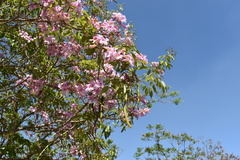 Handroanthus heptaphyllus