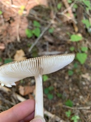 Amanita pachycolea