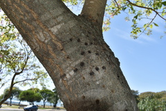 Handroanthus heptaphyllus